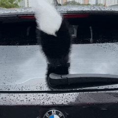 TailRush – Dynamic Joy Ride Tail